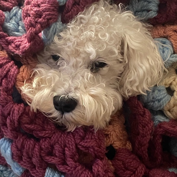 Meet your Posher, Cassie - Picture 7 of 16